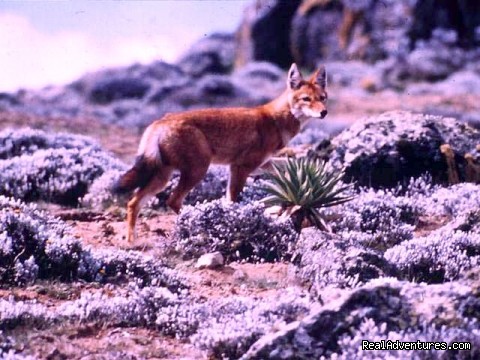 Red fox - Endemic to Ethiopia - Edenland Tour and Travel Ethiopia - ethiopia ethiopia sight-seeing tour addis ababa
