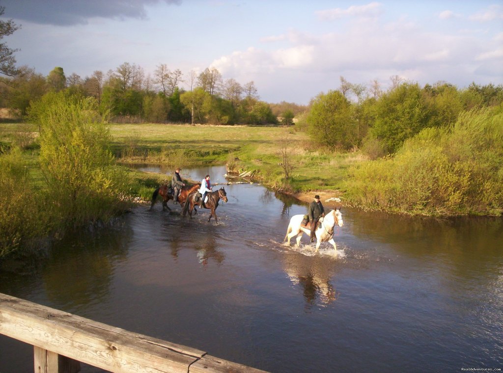 Horsetrails in Poland-wild nature,beautiful horses | Image #4/11 | 