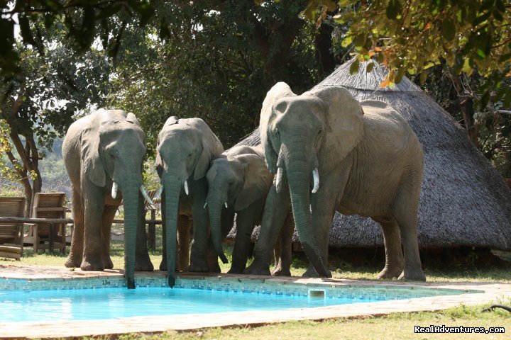Elephants drinking from the pool - Flatdogs, South Luangwa | Malawian Style - Safari, Mountain, Lake Adventures | Image #6/23 | 