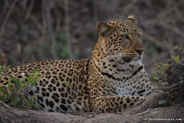 Leopard, South Luangwa | Malawian Style - Safari, Mountain, Lake Adventures | Image #7/23 | 