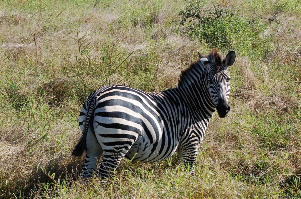 Zebra, South Luangwa | Malawian Style - Safari, Mountain, Lake Adventures | Image #20/23 | 