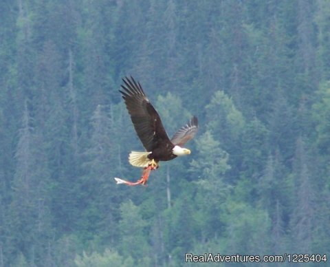 Eagle with fish