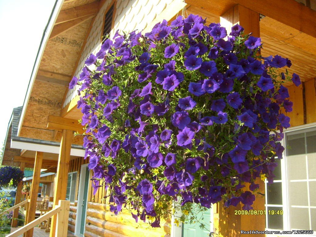 Petunias hanging from deck | Denali Fireside Cabins & Suites | Image #5/14 | 