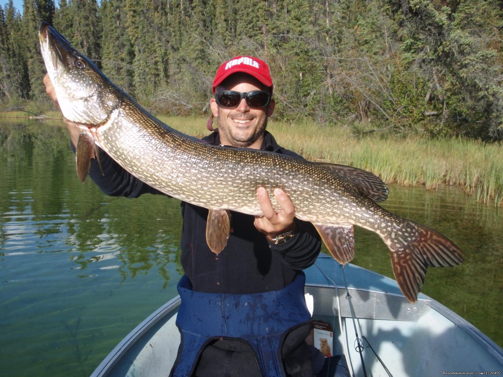 Nice Northern from Claire Lake | Access to nine fly in only lakes. | Whitehorse, Yukon Territory  | Fishing Trips | Image #1/3 | 