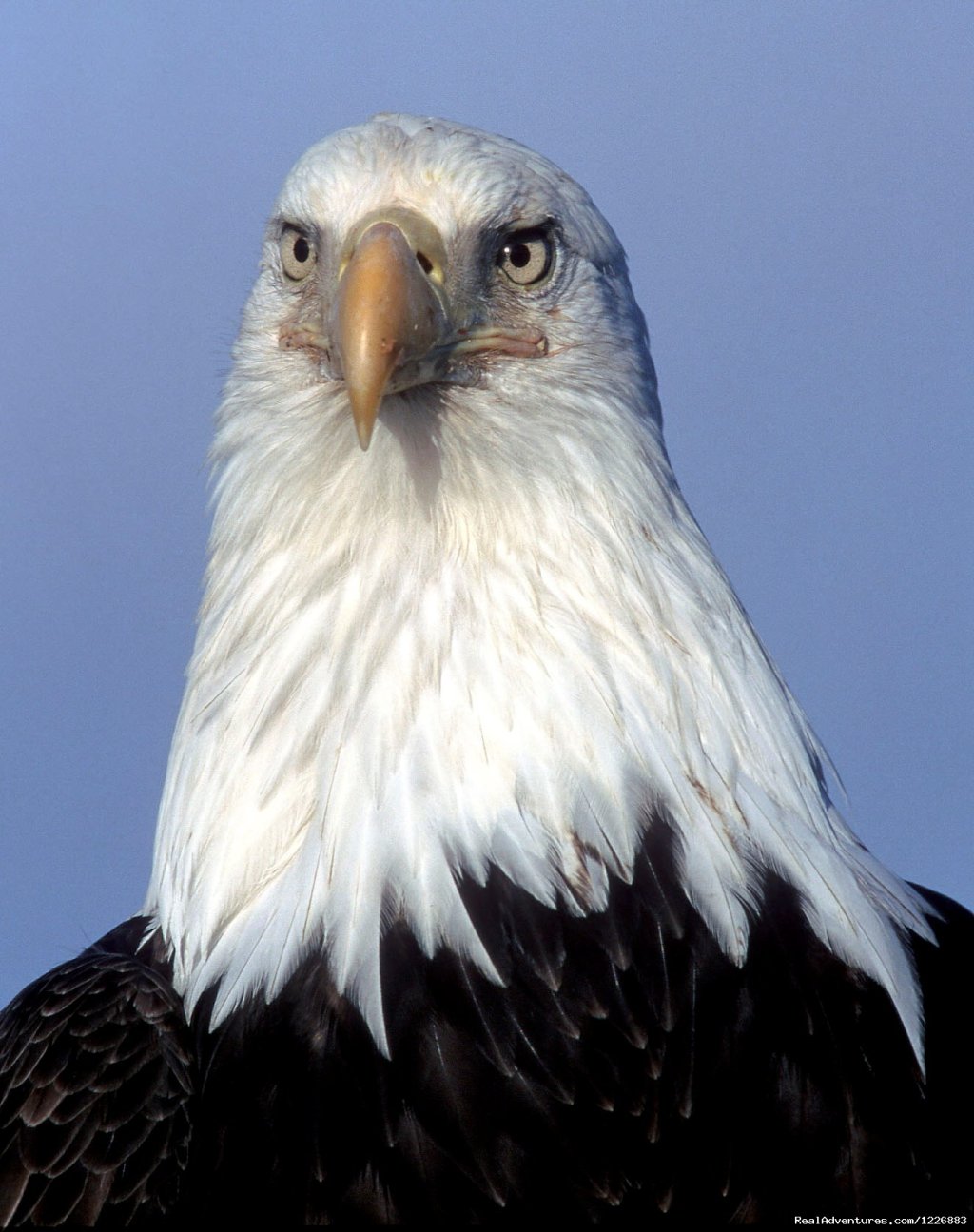 Bald Eagle | Bird Watching Tour in Yukon Canada | Whitehorse, Yukon Territory  | Birdwatching | Image #1/6 | 