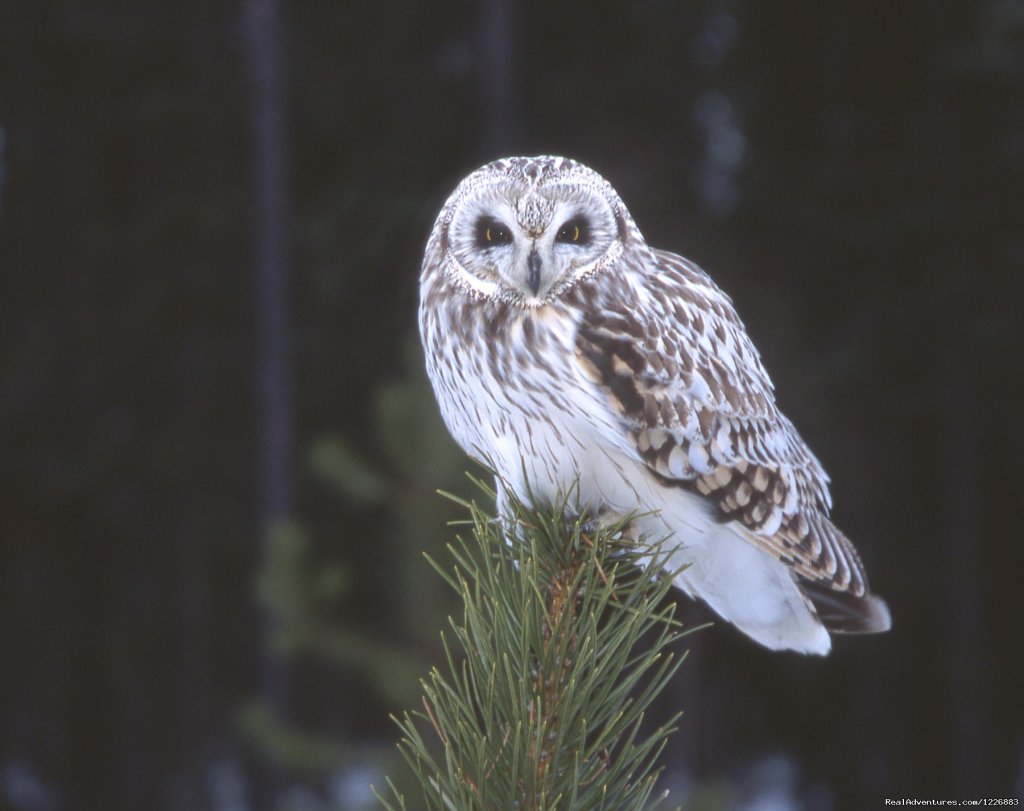 Short Eared Owl | Bird Watching Tour in Yukon Canada | Image #4/6 | 