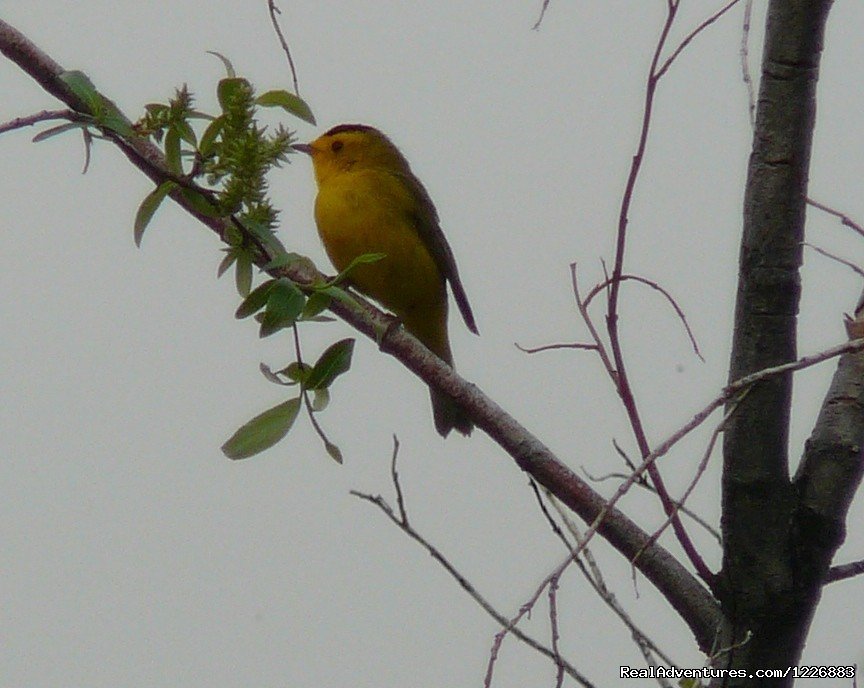 Wilsons Warbler | Bird Watching Tour in Yukon Canada | Image #5/6 | 