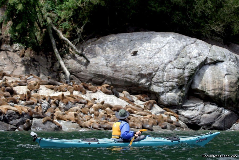 Sea Kayaking with Sea lions Cahuelmo fjord | kayaking  Pumalin Park  Andean fjords Patagonia | Image #3/4 | 