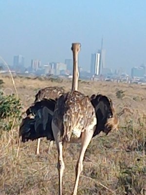Genet Tours And Safaris | Nairobi, Kenya Sight-Seeing Tours | Great Vacations & Exciting Destinations