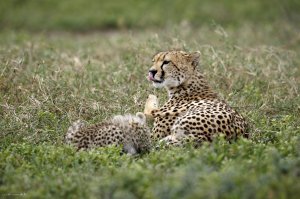 7 Days Classic Lodge Safari in Tanzania | Arusha, Tanzania Wildlife & Safari Tours | Great Vacations & Exciting Destinations