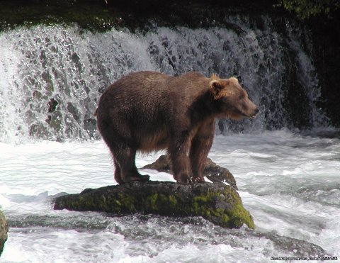 Coastal Brown Bears