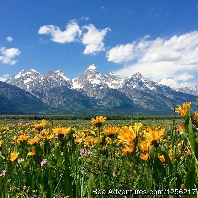 Wildflowers During the Summer | Gros Ventre River Ranch | Image #2/5 | 