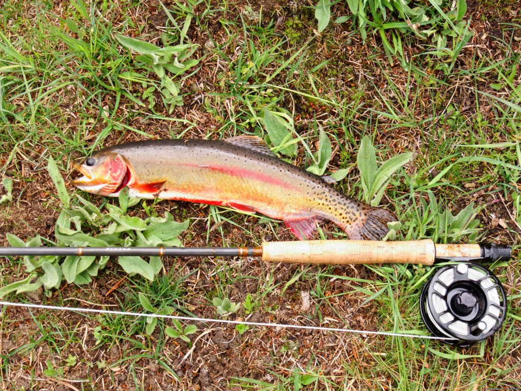 Nice Golden trout | Mule Shoe Outfitters | Image #3/22 | 