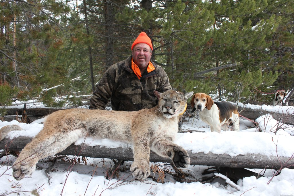 Mountain lion hunting | Mule Shoe Outfitters | Image #14/22 | 