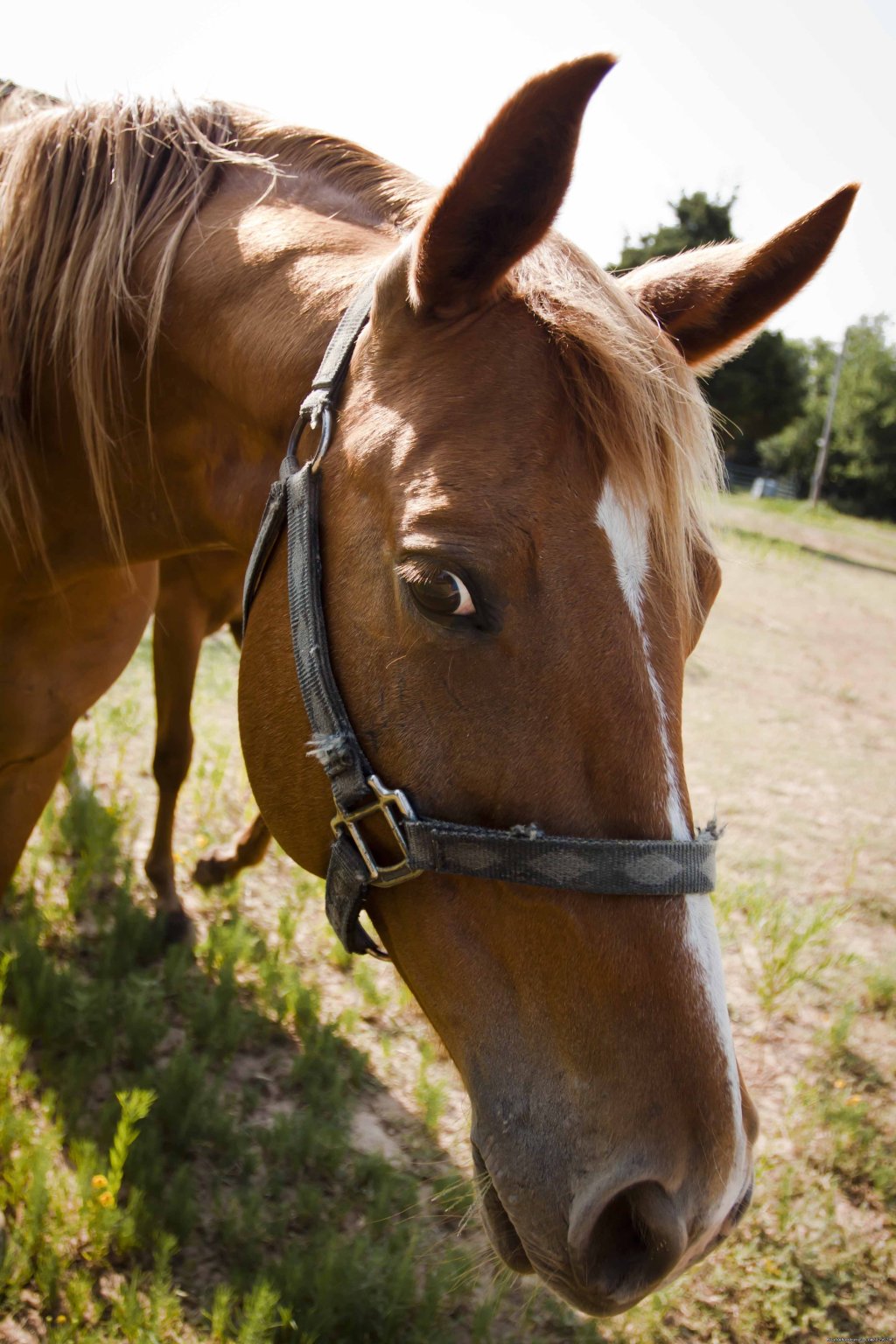 Horseback riding | Meadowlake Ranch B&B, Dude Ranch, Weddings, Events | Image #3/6 | 