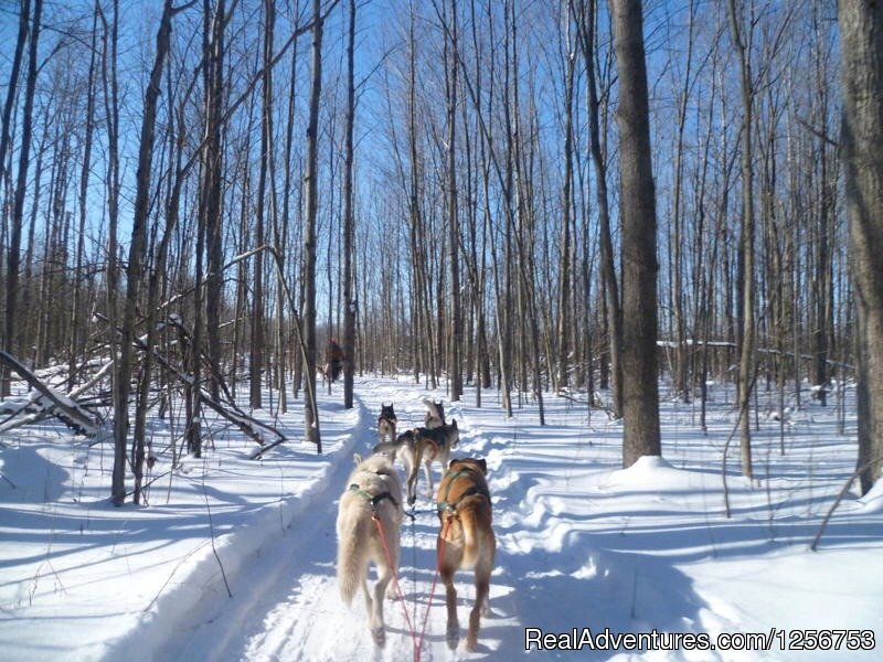 Winter Dogsledding | Ride a dogsled through a forest white with snow | Moonstone, Ontario  | Dog Sledding | Image #1/4 | 