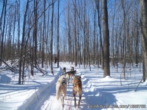 Ride a dogsled through a forest white with snow | Moonstone, Ontario Dog Sledding | Great Vacations & Exciting Destinations