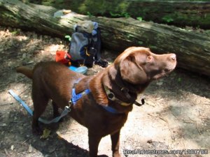 Appalachian Hiking & Camping Tour Guide -Virginia