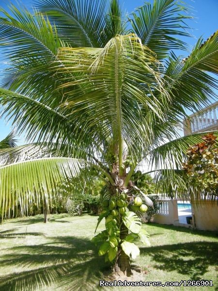 Tropical Palm Trees | Caribbean Luxury For Less - Quiet but Near all | Image #4/13 | 