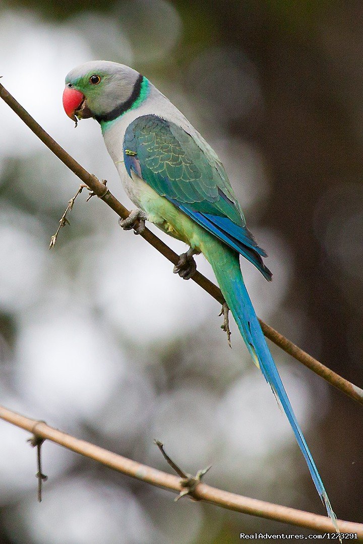 Malabar Parakeet | Wildlife & Birding Adventures | Image #2/12 | 