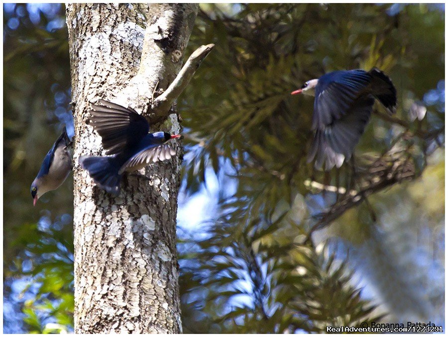 Velvet Fronted Nuthatches | Wildlife & Birding Adventures | Image #8/12 | 