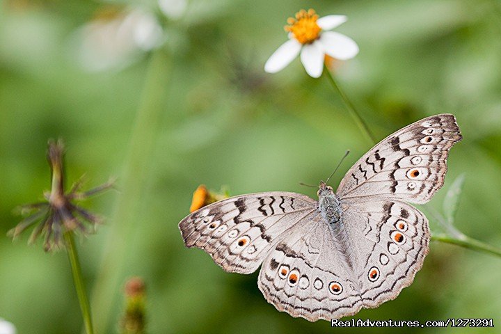 One of the many butterflies | Wildlife & Birding Adventures | Image #9/12 | 