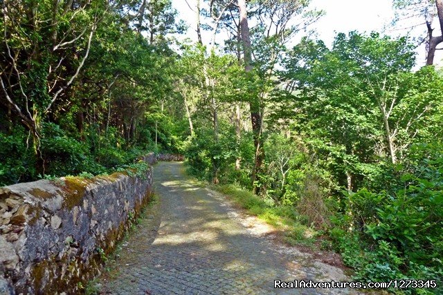 Sintra roads | Sintra Cycling - Day Tour | Image #5/5 | 