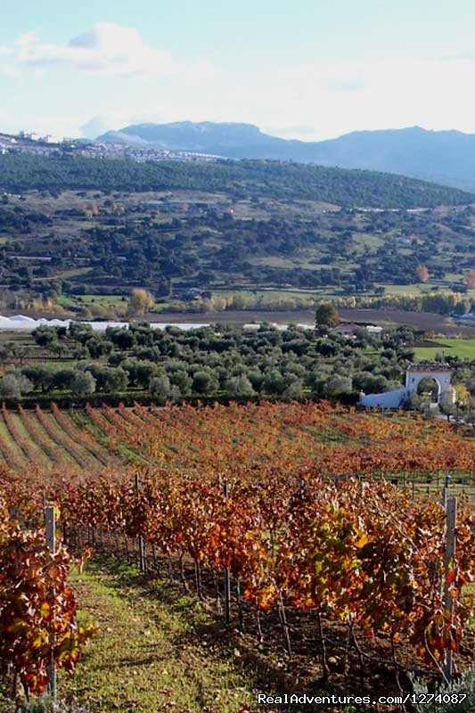 Wine Estate for a great Wine Tour | Culinary & Wine Tour Andalucia, Costa del Sol | Image #9/18 | 