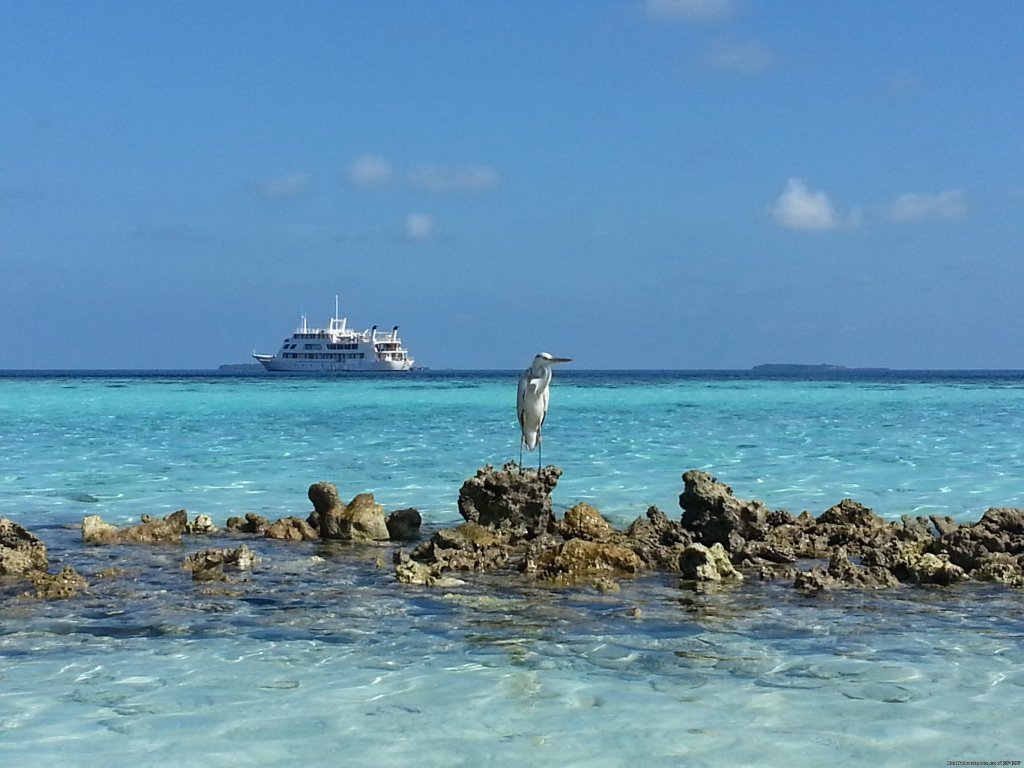 Yasawa Princess | Explore the Maldives on MV Yasawa Princess | Image #10/14 | 