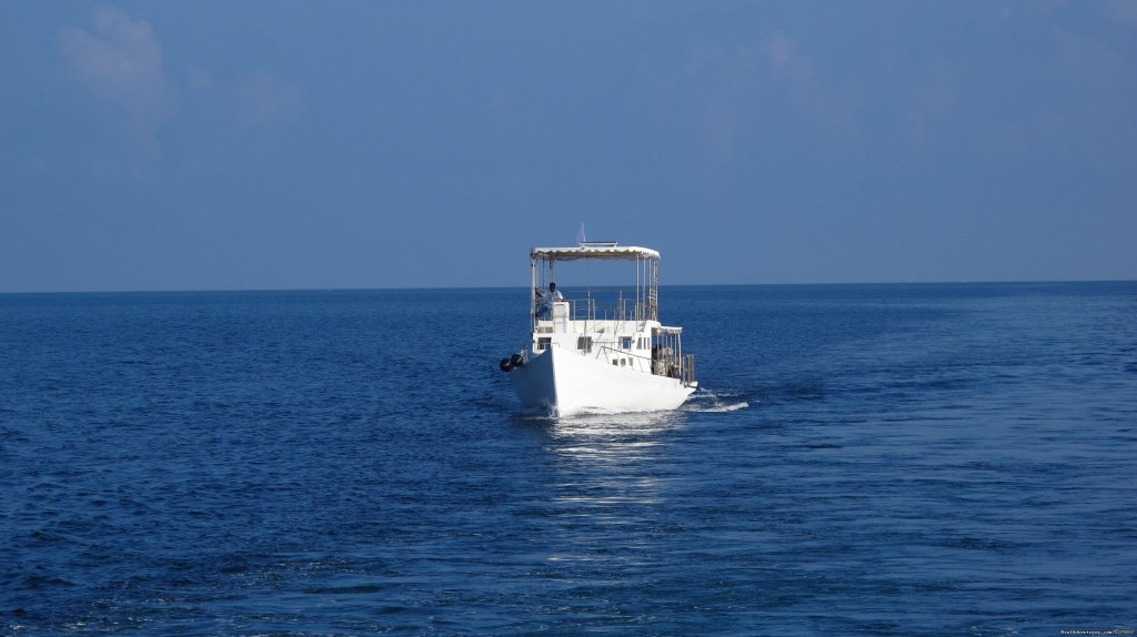 Dolphin Dhoni | Explore the Maldives on MV Yasawa Princess | Image #13/14 | 