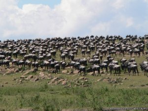 6 Days Serengeti Wildebeest Migration