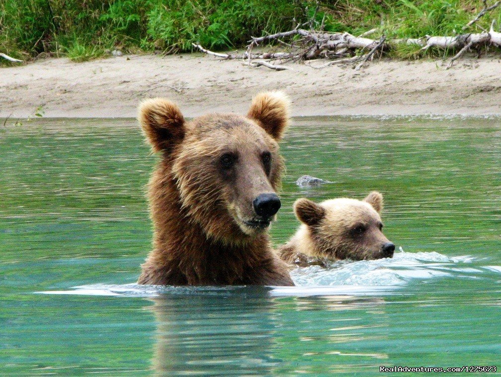 High Adventure Air Bear Tour | 6 Hour Bear Tour | Soldotna, Alaska  | Fishing Trips | Image #1/6 | 