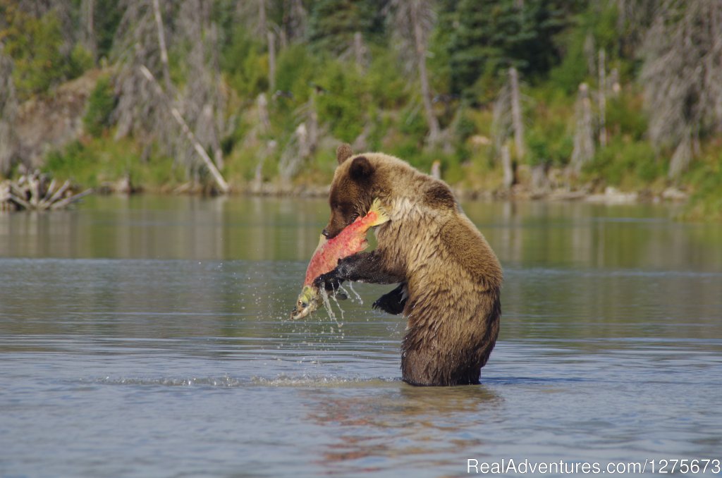 Catching a snack for lunch... | 6 Hour Bear Tour | Image #2/6 | 