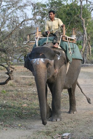 Corbett National Park | Ramnagar, India | Wildlife & Safari Tours