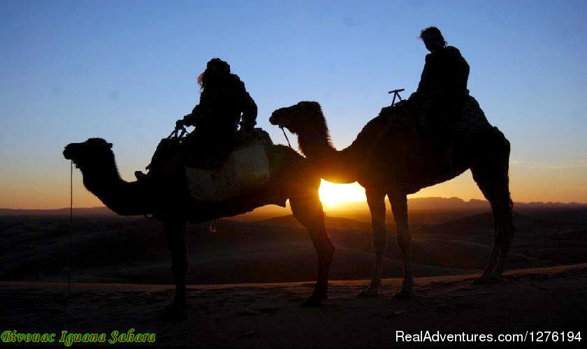 IGUANASAHARATOURS MARRAKECH MOROCCO 4x4 | Traveling In Morocco Day Tours Marrakech | Image #10/25 | 
