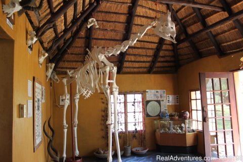 Giraffe skeleton in Eco Centre
