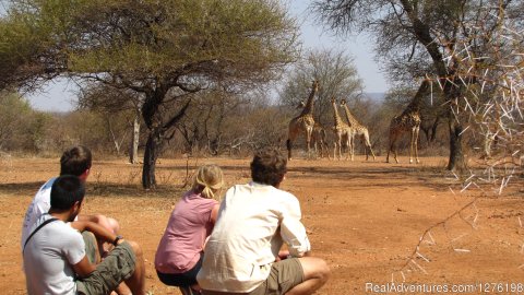 Volunteers tracking giraffe on foot