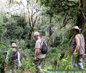 Mount Kilimanjaro Trekking - Machame Route | Arusha, Tanzania | Hiking & Trekking