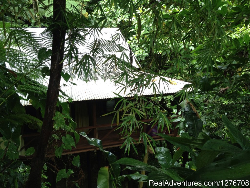 A view on Tree house | Cocoa Cottage | Trafalgar, Dominica | Hotels & Resorts | Image #1/8 | 