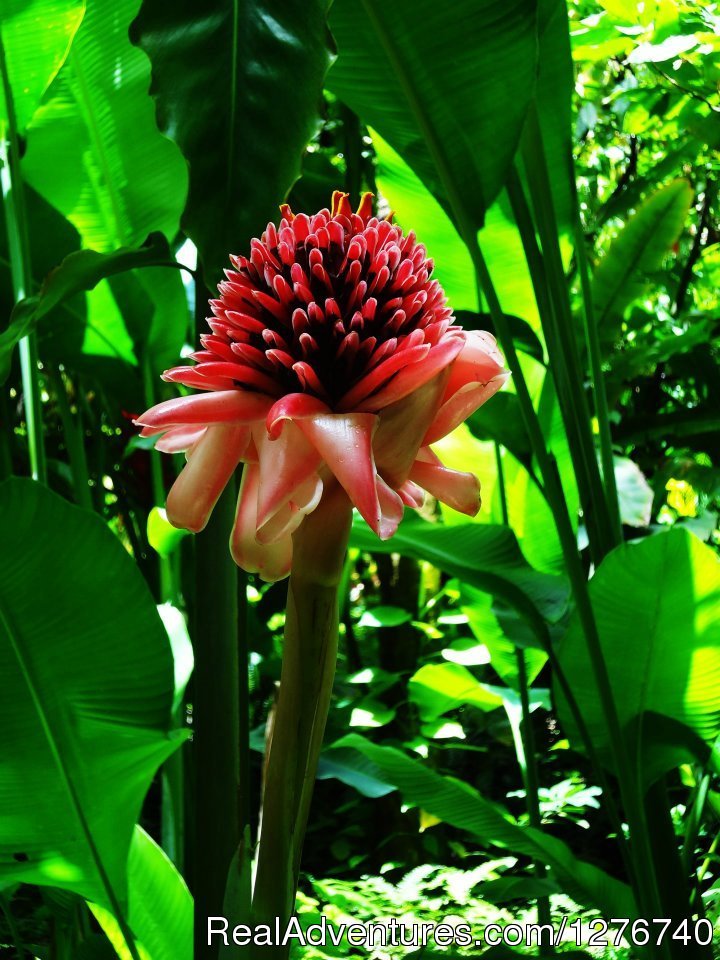 Botanical Garden | Discover Soufriere St Lucia | Image #5/11 | 