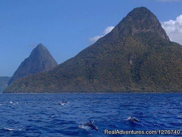 Whale and Dolphin Watching | Discover Soufriere St Lucia | Image #7/11 | 
