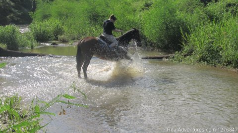 Our horses do love to play in the water.