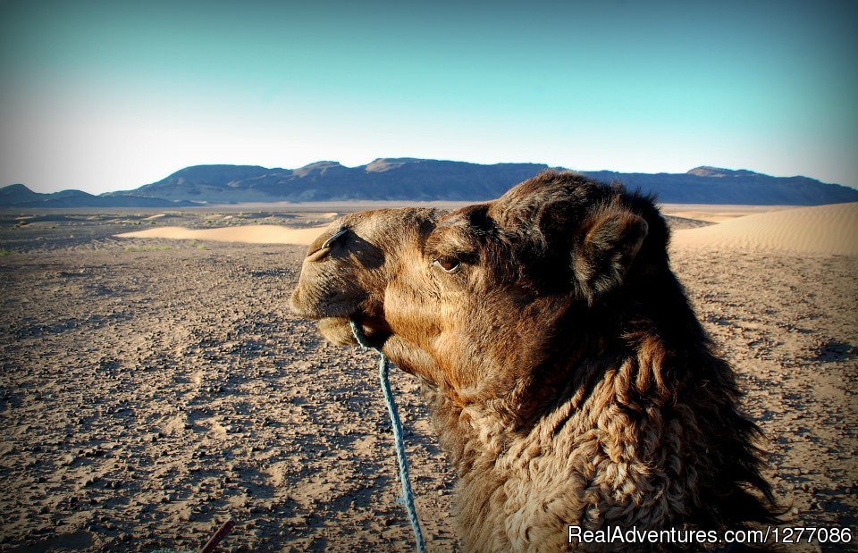 Morocco sahara tours | Ouarzazate, Morocco | Camel Riding | Image #1/1 | 