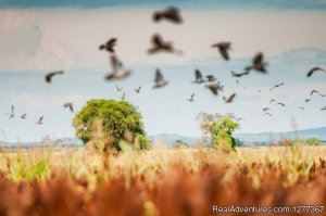 Dove Hunt in Cordoba, Argentina