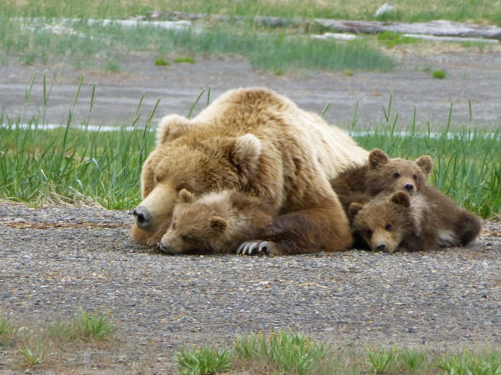 Brown Bears | Alaska's Ridgewood Wilderness Lodge | Halibut Cove, Alaska  | Vacation Rentals | Image #1/3 | 