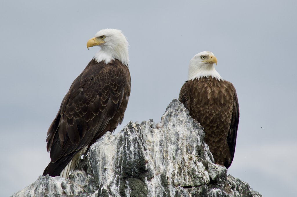 Bald Eagles | Alaska's Ridgewood Wilderness Lodge | Image #3/3 | 