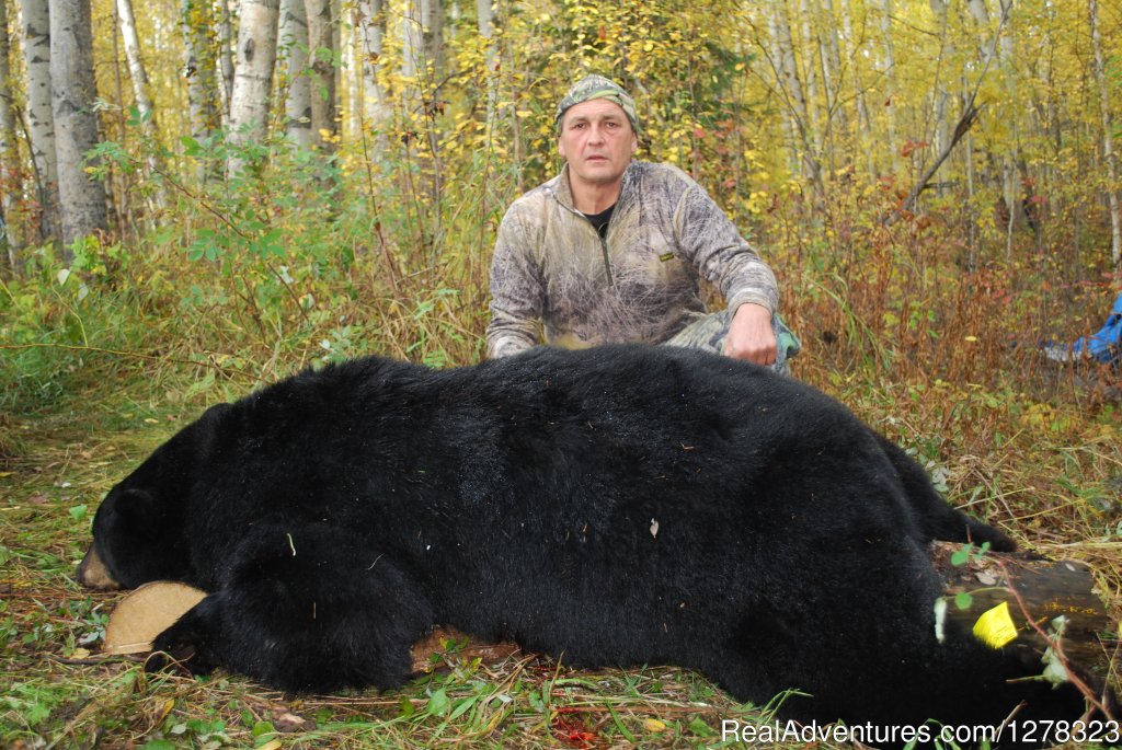 Fall Black Bear | Alberta Bush Adventures | McLennan, Alberta  | Hunting Trips | Image #1/3 | 