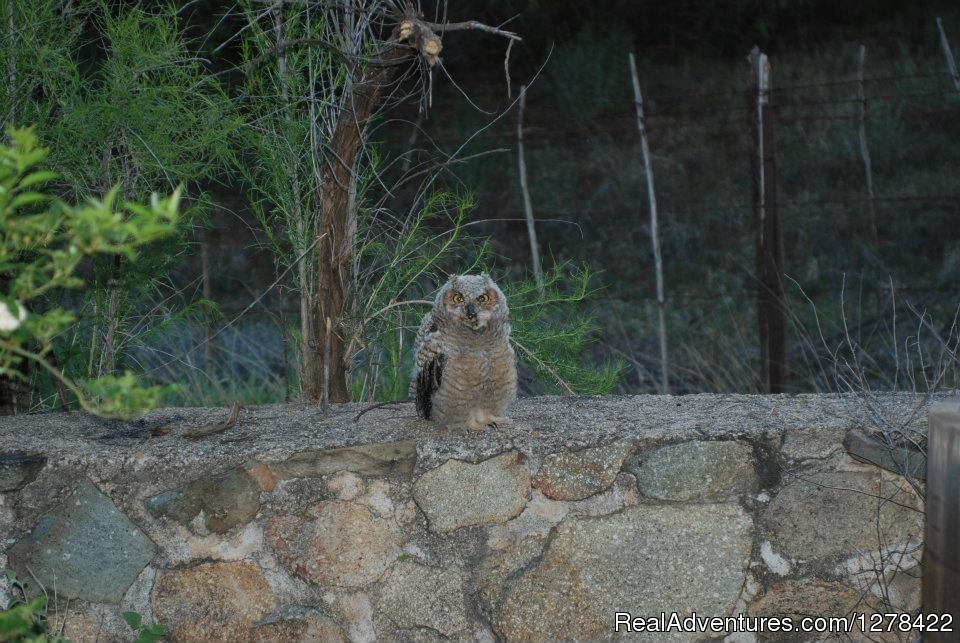 Our little friend | El Rancho Robles guest ranch and retreat center | Image #6/18 | 