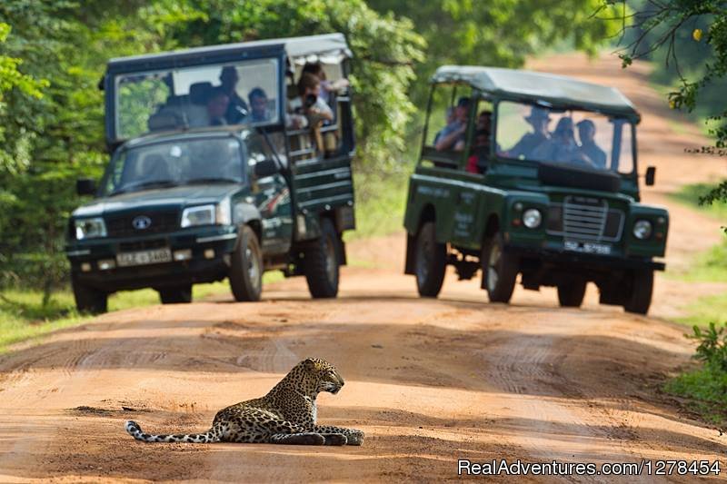 Yala safari | Srilanka Budget tours & travels | Negombo, Sri Lanka | Sight-Seeing Tours | Image #1/3 | 