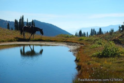Horse at lake